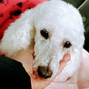 Meet your Posher, Posh